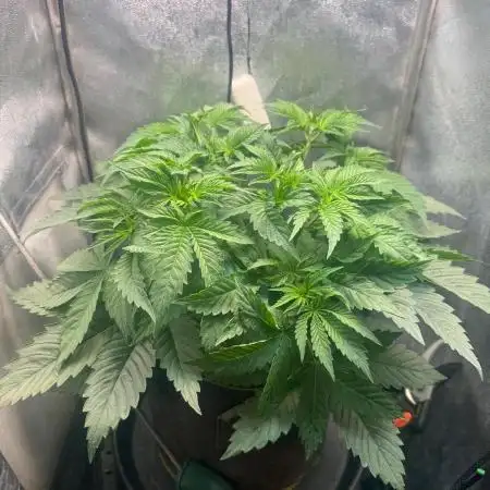 Short veg 40x40 grow