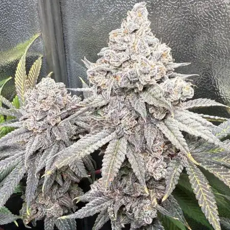 Another 40x40 Beauty ??