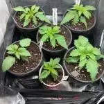 All about Terps