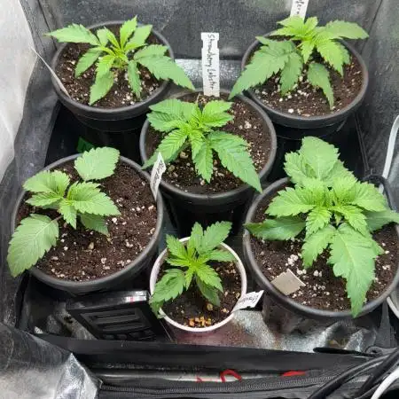 All about Terps