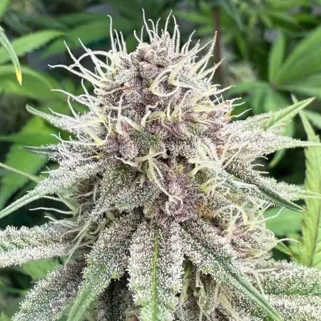 Cherry Inferno