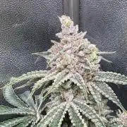 Short veg 40x40 grow