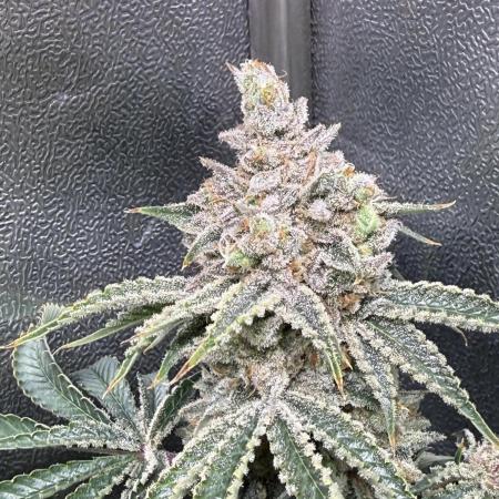 Short veg 40x40 grow