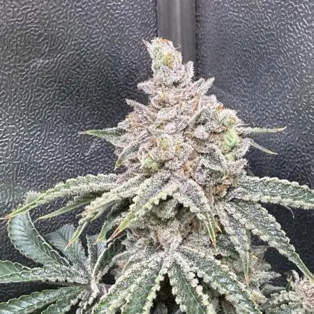 Short veg 40x40 grow