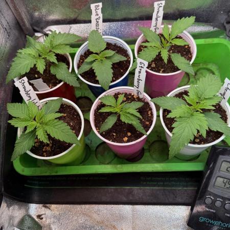 All about Terps