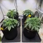 All about Terps