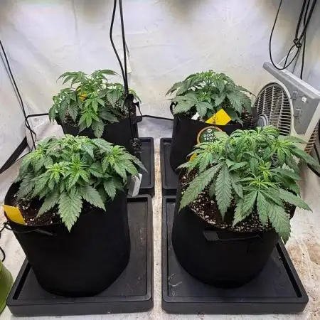All about Terps