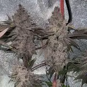 Another 40x40 Beauty ??