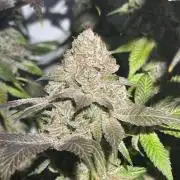 Time for Heavy Hitters