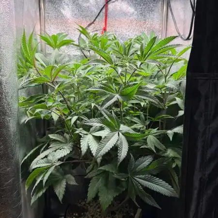 Fire in 40x40
