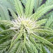 Short veg 40x40 grow