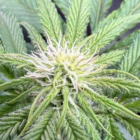 Short veg 40x40 grow