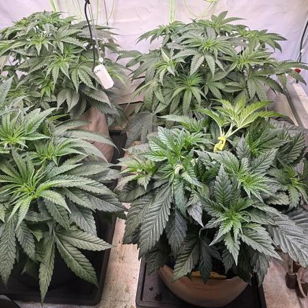 Time for Heavy Hitters