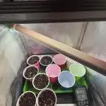 All about Terps