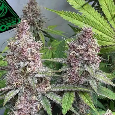 Cherry Inferno