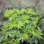 Just for Fun 40x40grow