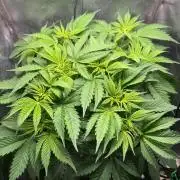 Just for Fun 40x40grow