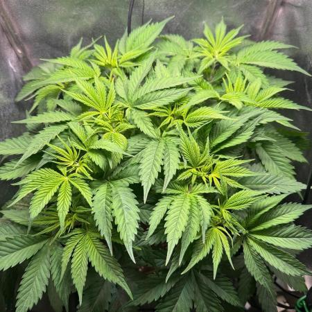 Just for Fun 40x40grow