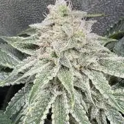 Short veg 40x40 grow