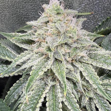 Short veg 40x40 grow