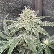 Short veg 40x40 grow