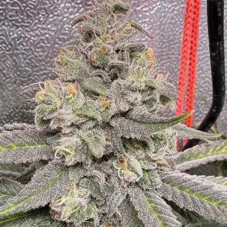 Another 40x40 Beauty ??