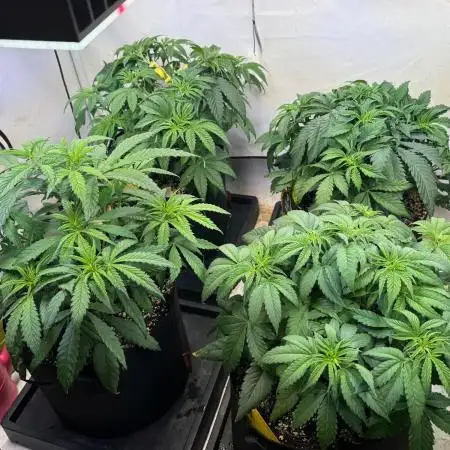 All about Terps