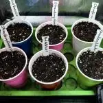 All about Terps