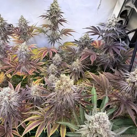Cherry Inferno