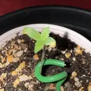 Just for Fun 40x40grow
