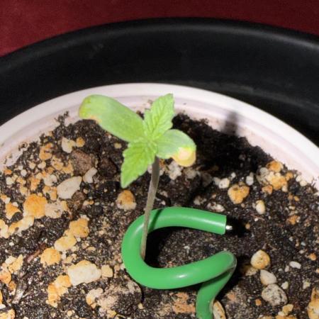 Just for Fun 40x40grow