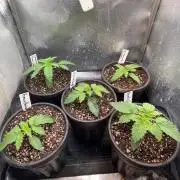 Time for Heavy Hitters