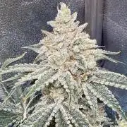 Short veg 40x40 grow