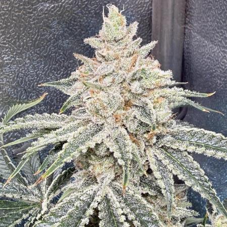 Short veg 40x40 grow