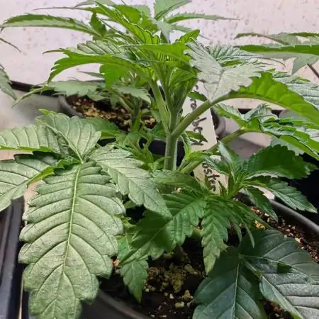 All about Terps