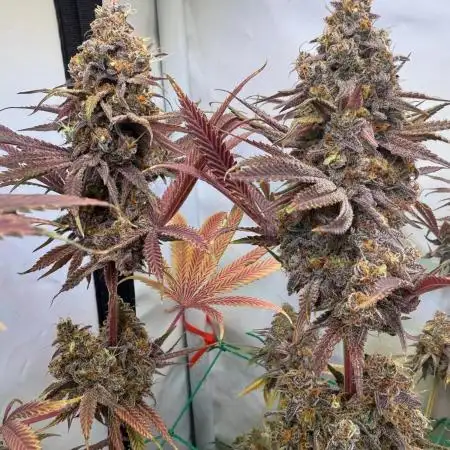 Cherry Inferno