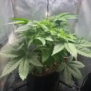 Just for Fun 40x40grow