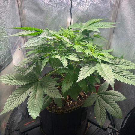 Just for Fun 40x40grow