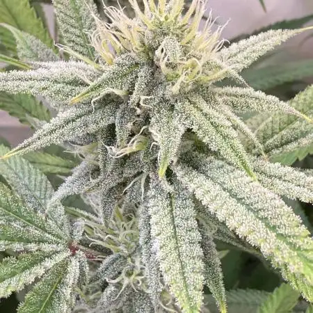 Reefer Madness in Germany