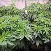 Time for Heavy Hitters