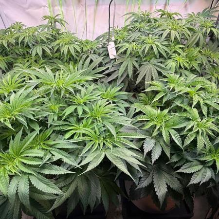 Time for Heavy Hitters