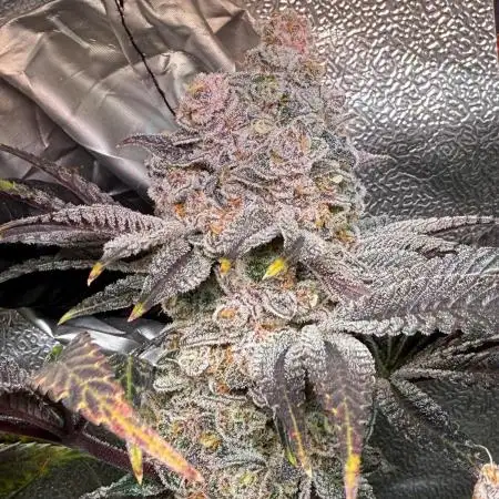 Fire in 40x40