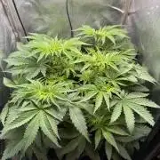 Short veg 40x40 grow