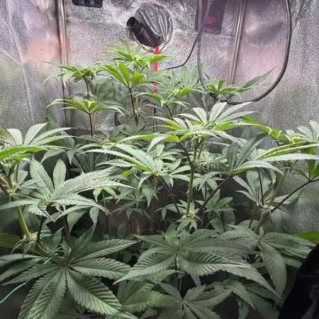 Fire in 40x40