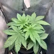 Short veg 40x40 grow