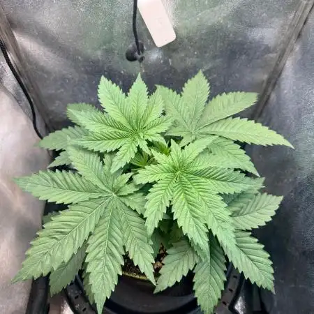 Short veg 40x40 grow