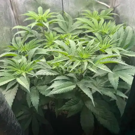 Fire in 40x40