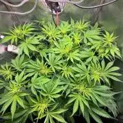 Just for Fun 40x40grow