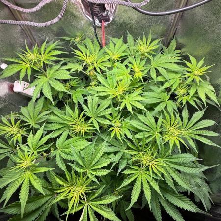 Just for Fun 40x40grow
