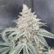 Short veg 40x40 grow